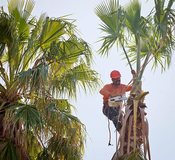 Tree Service Company in Moyie Springs, ID